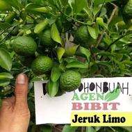 fresh Bibit Pohon Jeruk Limo sudah Berbuah - Tanaman Daun Jeruk Limau