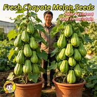 (Fast Growing 25 Seed) 100% Fresh Organic Chayote Melon Seeds for Sale - Chayote Seeds for Planting 