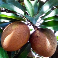 Anak Pokok Ciku Mega Hybrid