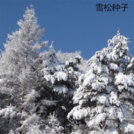 Ready Stock Fast Shipping Bulk Cedar Seeds Christmas Tree Seeds Cedar Pagoda Pine Himalayan Cedar Ce