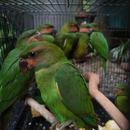 Burung Betet Sumatra Usia Muda dan Remaja
