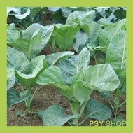 Seeds 100+ Biji / Kailan / Chinese Kale