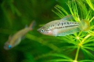 小珍珠麗麗 叩叩魚 草莓麗麗魚 電光麗麗魚 一片藍麗麗魚 珍珠馬甲魚 珍珠麗麗魚 迷塞魚 血麗麗 黃金麗麗魚 草莓麗麗