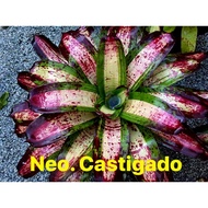 Bromeliad. Neo Castigado / Gha Garden House