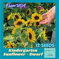 Rare Seed - Kindergarten Sunflower, Dwarf