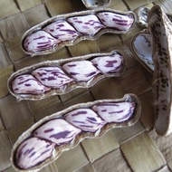 15 เมล็ด ถั่วลายเสือ ถั่วลิสงพันธุ์กาฬสินธุ์ 2 ถั่วราชินี ถั่วพระราชทาน ถั่วจัมโบ้ลาย Tiger Stripe P