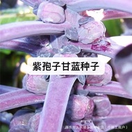 Purple Spores Kale Seeds Spores Kale Seeds Vegetable Seeds Purple Seeds Hold Small Cabbage Cabbage C