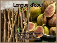 มะเดื่อฝรั่ง กิ่งสดมะเดื่อฝรั่งลองดุ้ท ชุด 4 กิ่ง 150บาท มีราคาส่ง/ longue d’aout figs cuttings,set 4 pieces150฿