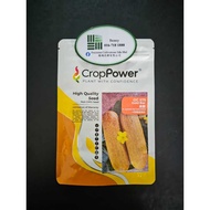 CROP POWER OC 575 Gold Bar Hybird Old Cucumber