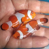 ikan nemo air tawar / ikan nemo badut aquascape
