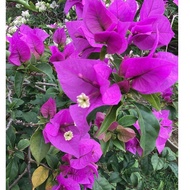 Keratan Bunga Kertas Purple