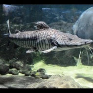 Ikan predator TSN jumbo Tiger shovelnose catfish size (65cm)
