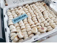 Bakpia basah asli jogja-bakpia basah-bakpia pathok asli jogja-pia basah-kue basah-kue pia basah-pia