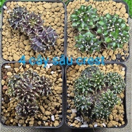 Cactus combo of 4 gymno deep crest plants 5.2 cm to 6.5 cm made in Thailand