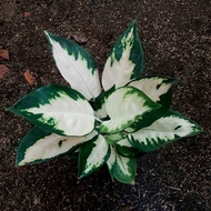 TOP AGLONEMA KOCHIN ESCADA -