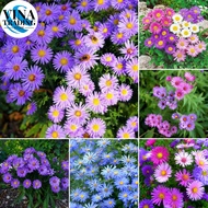 [SG  STOCK] 100Seeds  Daisy seeds