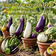 200เมล็ด/แพ็ค อัตรางอกสูง เมล็ดพันธุ์ มะเขือยาว เมล็ดมะเขือยาวม่วง (Long Purple Eggplant Seed/Big Eg