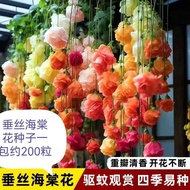 现货爆款垂丝海棠爬藤植物花种子籽子易活四季开播种开花室外阳台庭院花卉Hanging silk begonia climbing vine plant flower seed seed easy to 