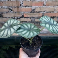 ALOCASIA DRAGON SCALE CORAK SILVER