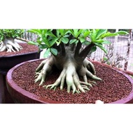 Adenium Arabicum Desert Rose Aribicum Black Giant hybrid seeds from