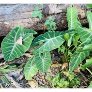 Alocasia Longiloba Sym. Alocasia Denudata / Keladi Hiasan / Keladi Candik /  Keladi Merbah