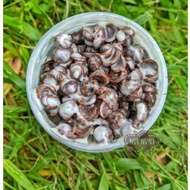 Choco Jar viral  Choco jar berlys