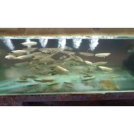 Ikan arwana silver baby albino / arwana silver brazil