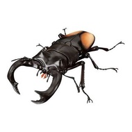 [全新, 內部膠袋未開封未使用, 跟原裝蛋殼蛋紙] Bandai 扭蛋 大蛋 昆蟲 生物 動物大圖鑑 鍬形蟲 part 2 (02) 歐洲鍬甲 figure 1款