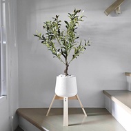 🫒 ต้นไม้ปลอมเกรดพรีเมี่ยม (Fake tree) ต้นมะกอกโอลีฟ ปลอม olive 65Cm. ครบชุดพร้อมโชว์