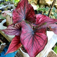 Terlaris Caladium Red Stone 1-3 Daun Tanaman Keladi Hias Murah Impor