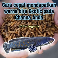 ikan channa chana barca pulchra asiatica maru andrao argus pakan ikan
