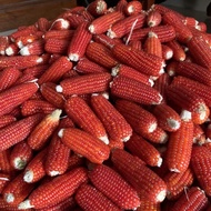 TN Mini Dried Corn 1KG | Jagung Kering Mini | Chew Toys Hamster