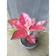 Aglaonema Suksom