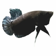 import thailand rawatan ikan cupang aduan