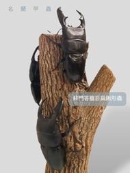 【蘇門答臘巨扁鍬形蟲-公蟲】贈母蟲！一公二母2024/12更新 成對 DTY 可動模型 成蟲