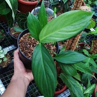 Epipremnum Amplissimum (Exotic | Harga Petani)