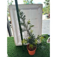 PODOCARPUS BONSAI/罗汉松本地品种/ANAK POKOK PODOCARPUS BONSAI
