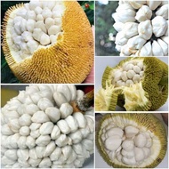 Pokok Buah Terap Tarap cempunik timadang marang lumuk artocarpus odoratissimus nadir rare