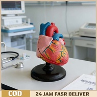 Heart Anatomy Model Anatomy Model Educational Demonstration Human Body Anatomy Teaching Aid
