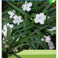 ruellia putih pokok renek