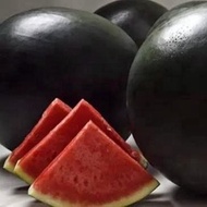 50 BENIH SEMANGKA HITAM TANPA BIJI BUAH SUPER JUMBO