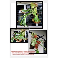 Platycerium Foong SiQi, ori own collection from 20year ago, guarantee forms curls , plants for sale 