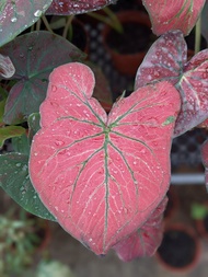 Caladium Scottish Red - Exotic Looking, Fuss-Free Plant