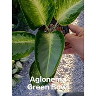 House Plant - Aglonema Green Bowl