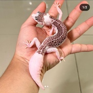 jual leopard gecko pied