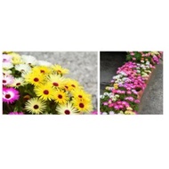 DWARF Buck Bay vygie Flower mix seed- Dorotheanthus