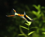 (Pair) Black Bar Double Sword Endler / Guppy / Fish