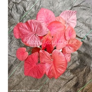 THEZALFASGARDEN - CALADIUM - POKOK KELADI - RED DEVIL