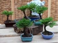 卷柏 蕨 九死還魂草 觀葉植物 景觀瓶 花盆花器 DIY苔蘚微景觀生態瓶 小品盆栽 花苗 花樹 多肉植物 小盆栽