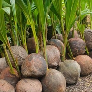 bibit kelapa hijau hibrida genjah